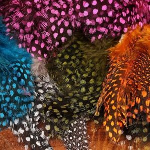 GUINEA FEATHERS