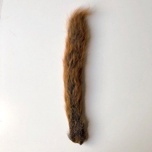 COLA DE ARDILLA DE ZORRO